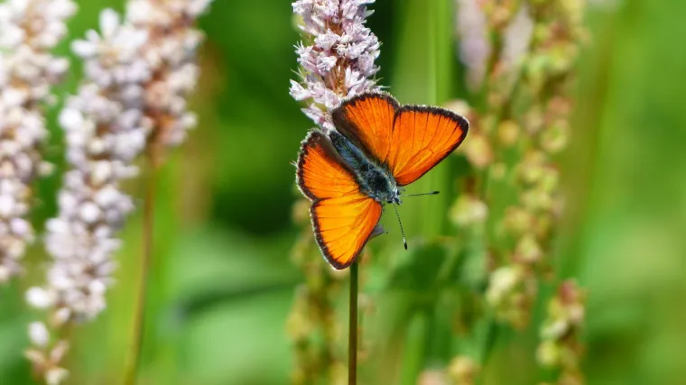 Uljepšajte svoj vrt i istražite što nudi livadna vlasnjača