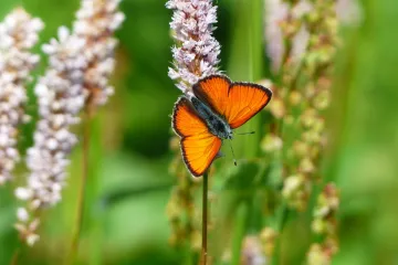 Uljepšajte svoj vrt i istražite što nudi livadna vlasnjača