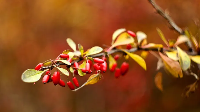 Spriječite uništavanje i saznajte pravilnu metodu za obrezivanje nara