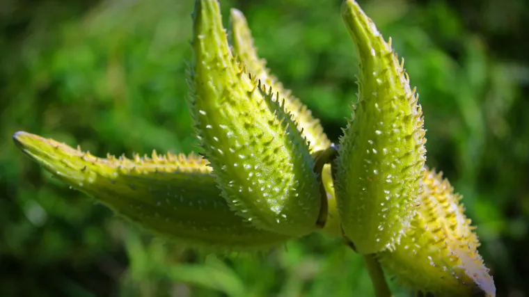 Papiga cvijet: sve &scaron;to trebate znati o cvijetu neobičnog ploda