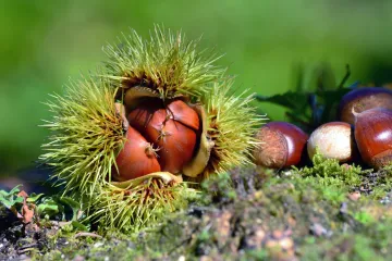 Razmnožavanje kestena iz sjemena: doznajte kako uzgojiti kesten