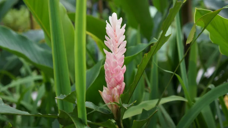 Vegetativni organi biljke: ponovite osnove biologije za ljepši vrt