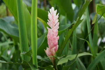 Vegetativni organi biljke: ponovite osnove biologije za ljepši vrt