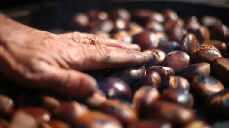 Sezona kestena je počela, uputite se u skupljanje fine jesenske hrane