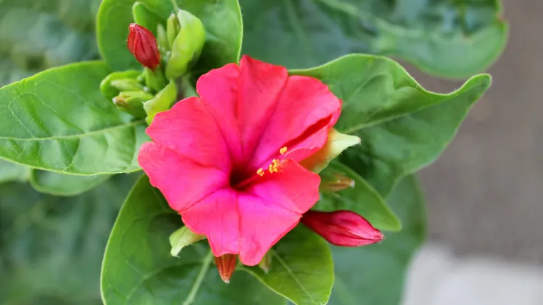 Za uspješniji rast biljke naučite koji su dijelovi biljke cvjetnjače