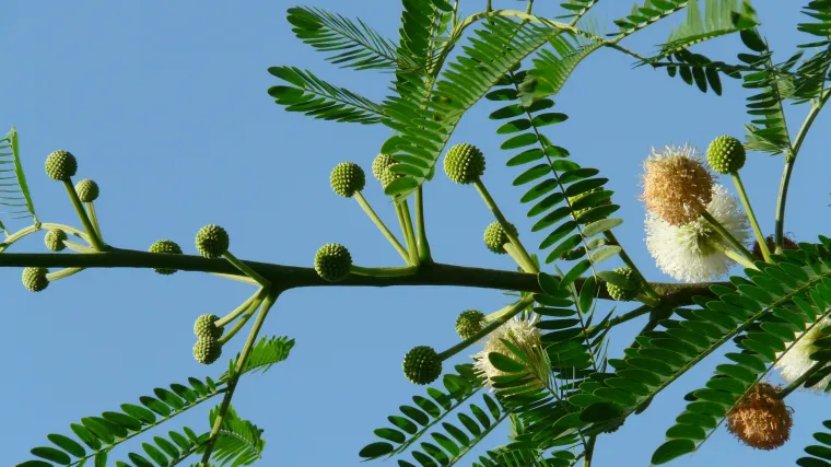 Okruglasti bagrem najljep&scaron;i predstavnik kuglastog drveća