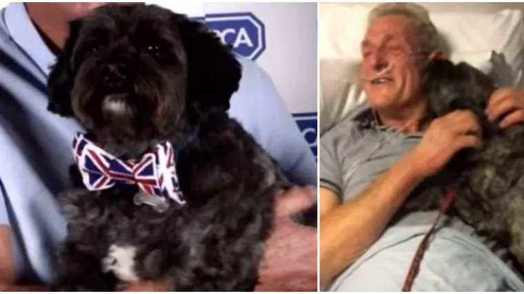 Psi su čudo: Lajao je na svog vlasnika sve dok ga nije probudio iz kome