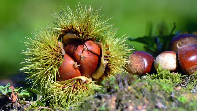 Obavite kalemljenje kestena kako bi uživali u kvalitetnijim plodovima