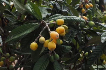 Nešpula uzgoj - zasadite neobičnu biljku i uljepšajte svoju okućnicu