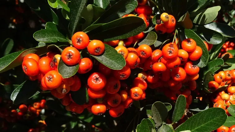 Grmolike biljke koje osvajaju balkone i okućnice