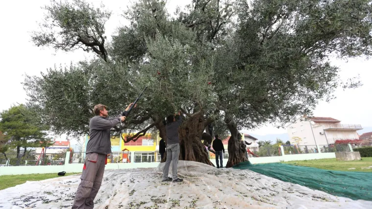 Istra je najbolja maslinarska regija: Istražili smo kako se stvara svjetski poznato ulje