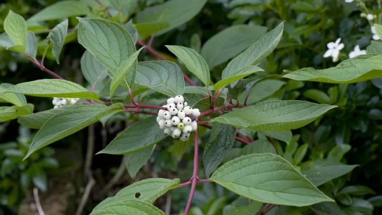 Medonosno bilje kontinentalne Hrvatske: upustite se u pravljenje meda