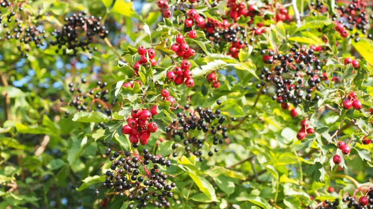 Koje jestive šumske biljke poznajete dobro, a koje su manje poznate?