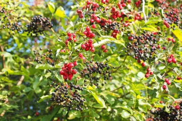 Koje jestive šumske biljke poznajete dobro, a koje su manje poznate?