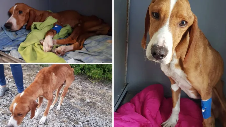 Prona&scaron;la izgladnjelog psa, veterinari se bore da ga održe na životu: 'Bio je kost i koža, u &scaron;oku sam'