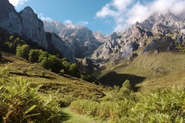 Koje planinske biljke biljke poznajete?