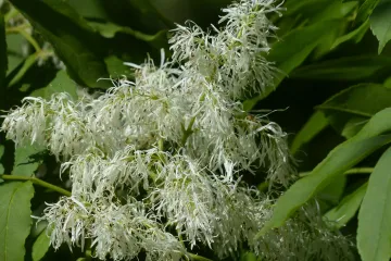 Okruglasti jasen prekrasno stablo za manje vrtove