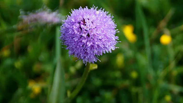 Okruglasti kaćun je još jedna ugrožena vrsta