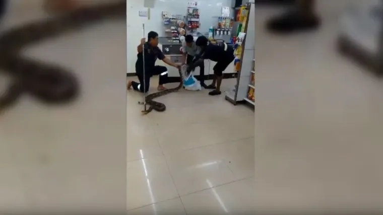 Piton dug četiri metra u&scaron;uljao se u hladnjak s pivom i zaspao, na&scaron;li ga zaposlenici