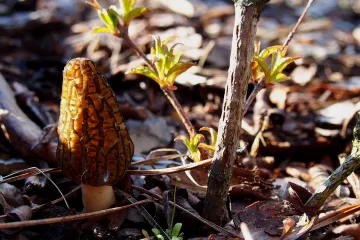 Smrčak stanište - Ukusna gljiva i njezino čudno stanište