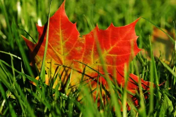 List javora najpoznatiji je kao priznati državni simbol Kanade