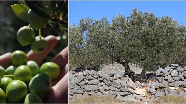 Ako tražite posao, evo prijedloga: 'Nudimo smje&scaron;taj, topli obrok, zarada je oko 180 do 230 na dnevno'