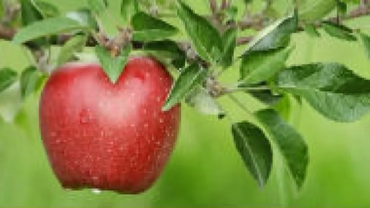 Znate li kako posaditi jabuku?