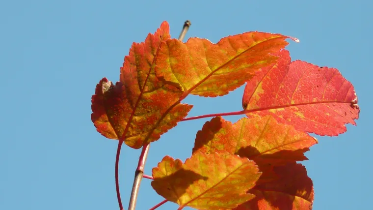 Upustite se u azijsku vrtnu avanturu: otkrijte kineski javor
