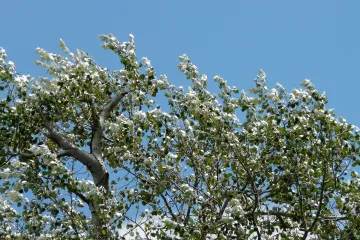 Topola drvo - da li su veće koristi ili šteta koju čini ovo drvo?