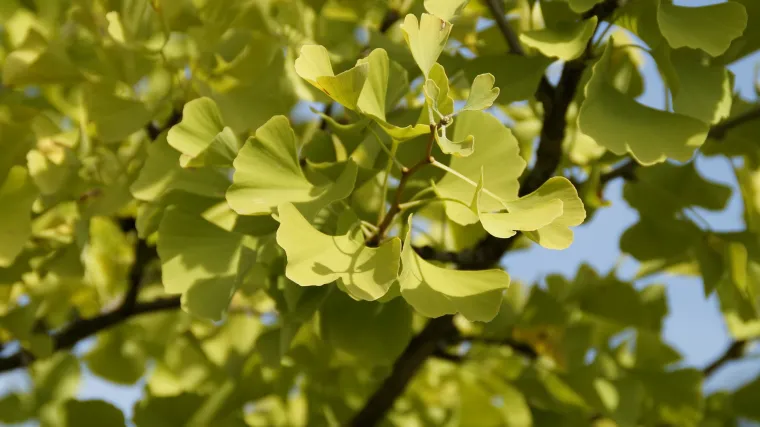 Ginko drvo jedan od rijetkih ljepotana iz vremena dinosaura