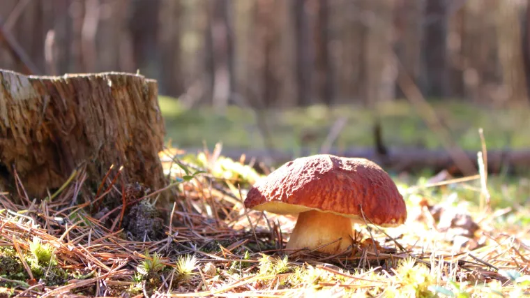 Crveni vrganj - vrganj kojeg je sve teže pronaći