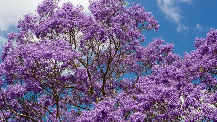 Jacaranda drvo - ukrasno drvo očaravajućeg izgleda