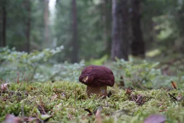 Znate li koje je najbolje vrijeme za rast vrganja?