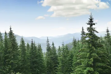 Koje vrste drveća postoje i po čemu se razlikuju?