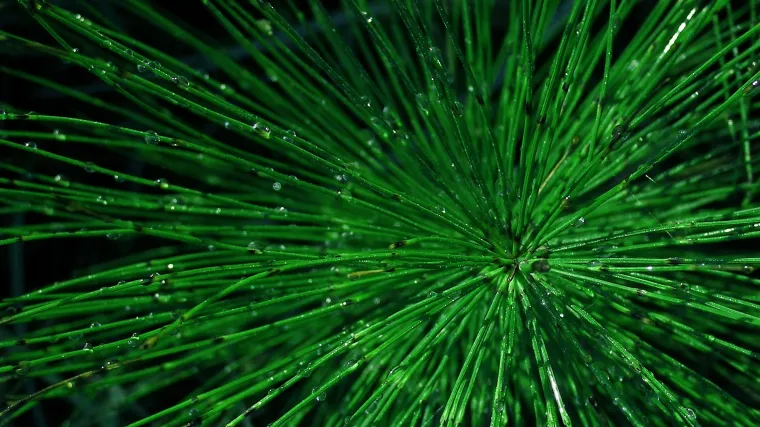 Livadna preslica kao moćan lijek i eliksir ljepote