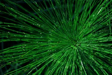 Livadna preslica kao moćan lijek i eliksir ljepote