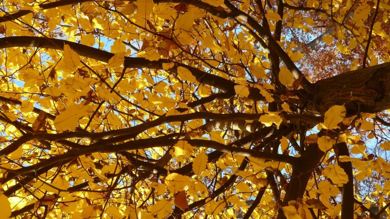 Bijeli grab ili bjelograbić - iskoristite ovo drvo &scaron;iroke namjene