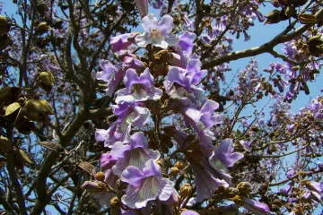 Znate li kada cvjeta paulovnija?