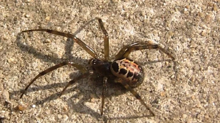 Posvuda su lažne udovice, sad će se i mladi izleći, totalni užas
