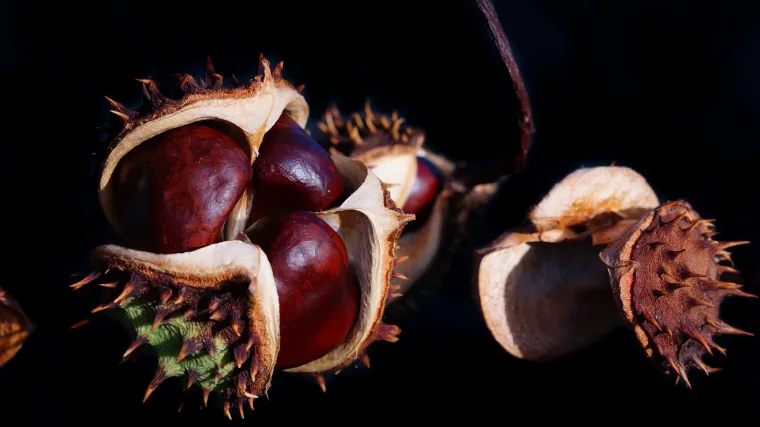 Divlji kesten drvo koje nalazimo u parkovima