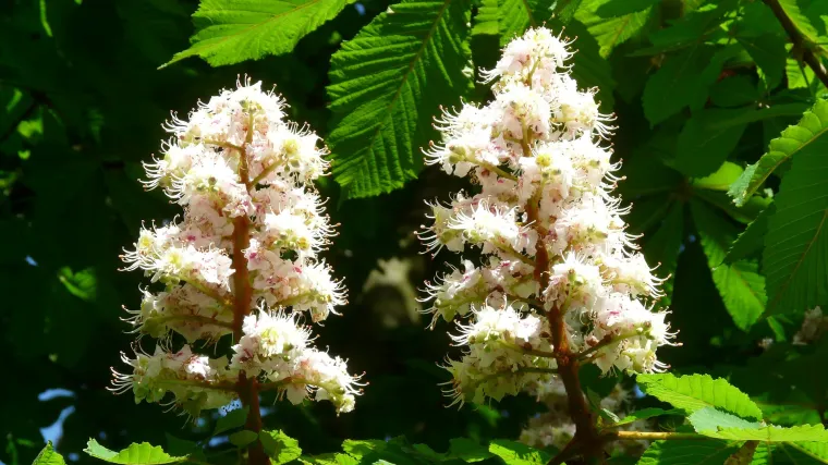 Cvijet kestena kao najljepši ukras gradskih ulica