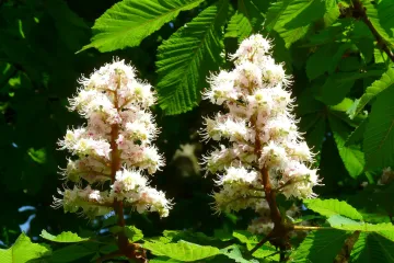 Cvijet kestena kao najljepši ukras gradskih ulica
