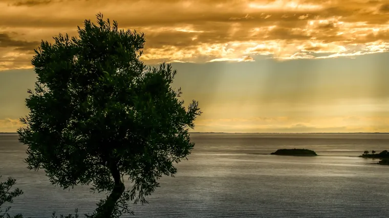 Mediteransko drveće koje uspijeva u našim krajevima