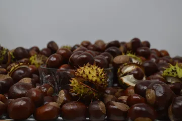 Kesten uzgoj i blagodati njegovog ploda