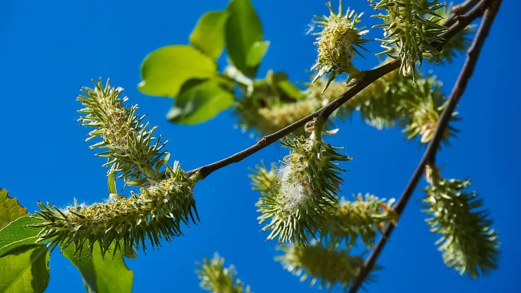 Koja je autohtona vrsta vrbe u Hrvatskoj?