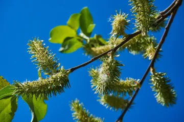 Koja je autohtona vrsta vrbe u Hrvatskoj?