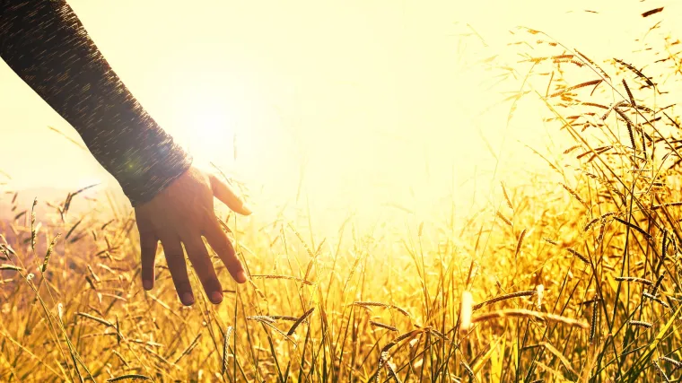 Jeste li znali da poljske trave imaju čak osam tisuća predstavnika?