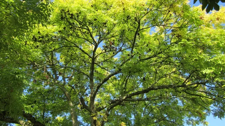 Jasen biljka - isprobajte rješenje za niz zdravstvenih tegoba