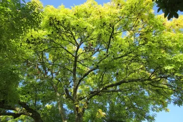 Jasen biljka - isprobajte rješenje za niz zdravstvenih tegoba