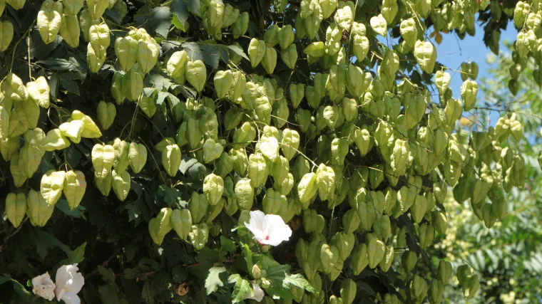 Kelreuterija drvo - znate li kakvo je to drvo?